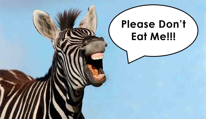 ribs or zebrak in prague advertised by a donkey saying please dont eat me