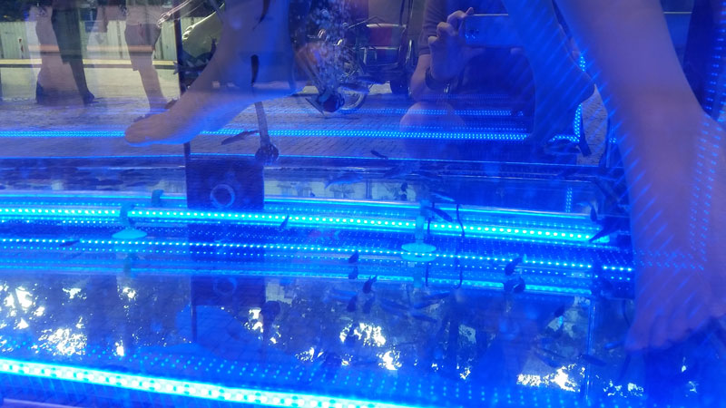 fish tank with blue lighting at a massage parlour in prague