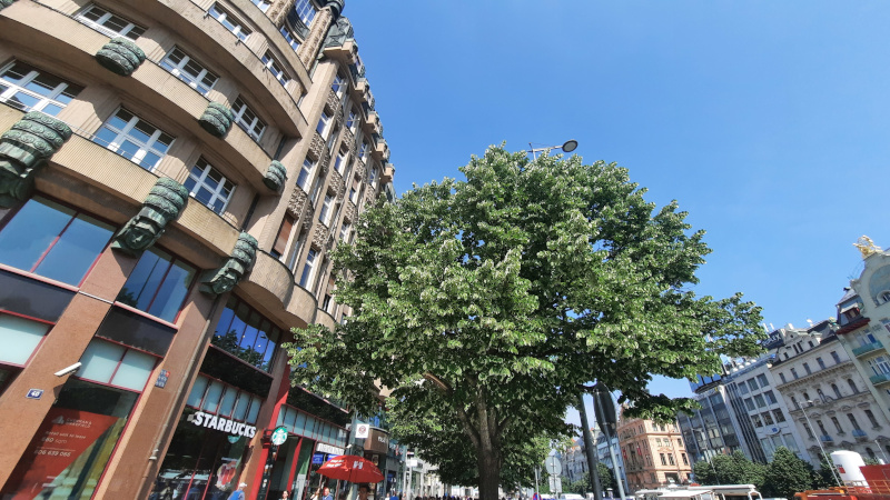 prague wenceslas square rokoko palace with linden tree outside