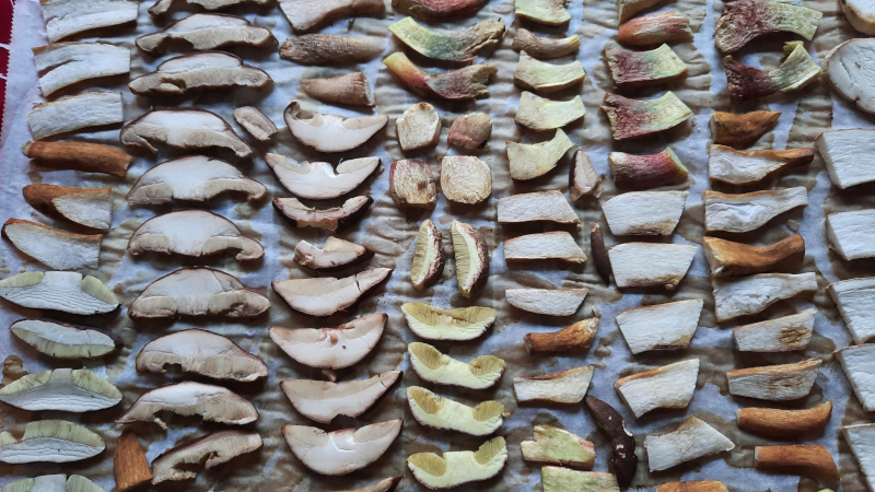 Mushrooms cleaned, cut and lined up for drying